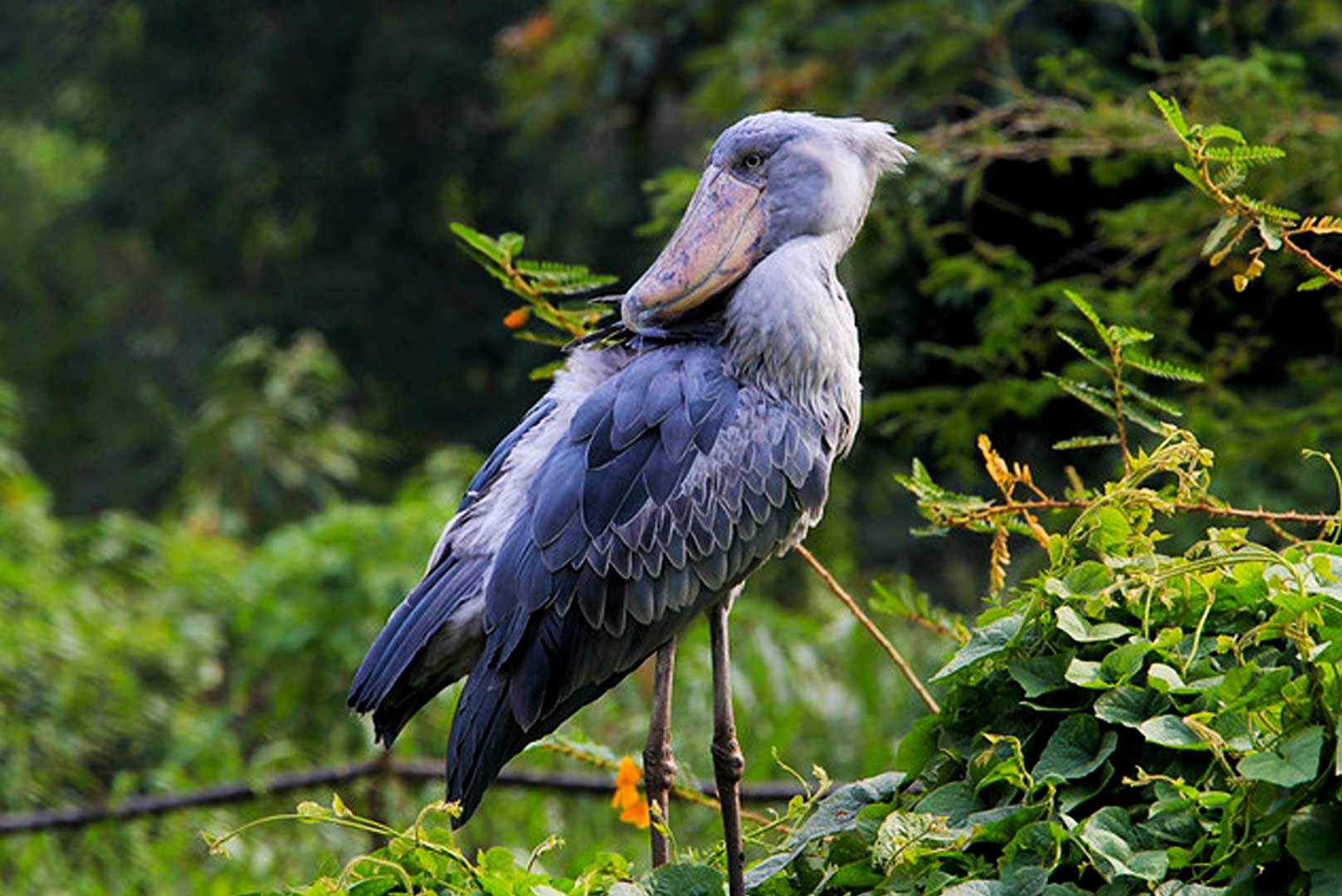 1-day-shoe-bill-birding-tour-mabamba-swamp