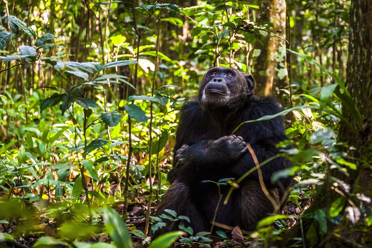 chimp-kibale-uganda